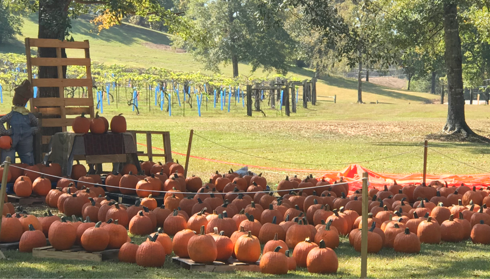 Pumpkins in a field near a tree.